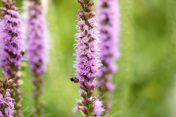 Obraz premium Flower Liatris spicata