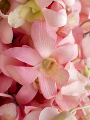 Fototapeta na wymiar Close up of orchid bouquet.