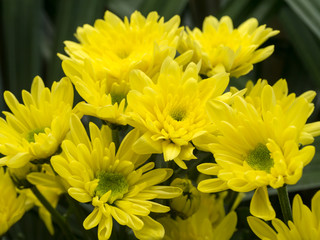 Close up of chrysanthemum flower