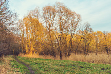 dirt roat and some yellow colored trees