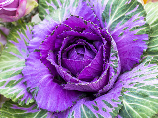 Obraz premium Cabbage Ornamental