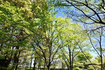 多摩の新緑