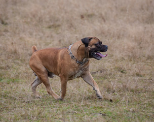 Autumn. Portrait in motion. A rare breed of dog - the Boerboel. South African Mastiff.