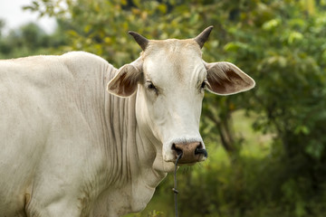 Cows are looking to shoot.