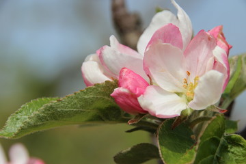 Junger Apfelbaum im Garten mit Blüten, Blumen, Rapsfeld,Bienen, Marienkäfern