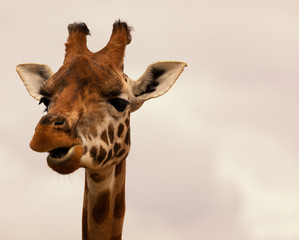 Close-up of a gorgeous giraffe’s face with space for text. Giraffe is chewing.