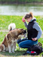 The girl is training the dogs of the husky