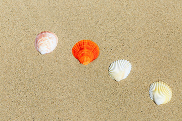 Landscape with shells on tropical beach