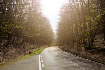 Obraz premium road in spring forest