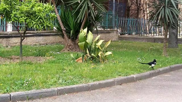 Gazza ladra attacca un gatto in un giardino