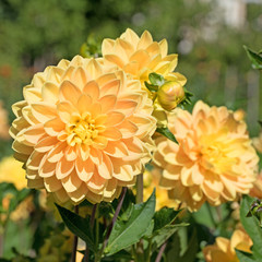 Dahlien, Dahlias