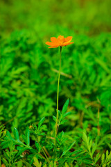 A single orange cosmos flower