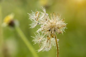 close up of grass flowers and drop dew.