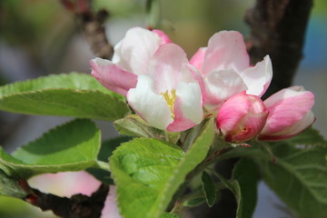 Junger Apfelbaum im Garten mit Blüten, Blumen, Rapsfeld,Bienen, Marienkäfern