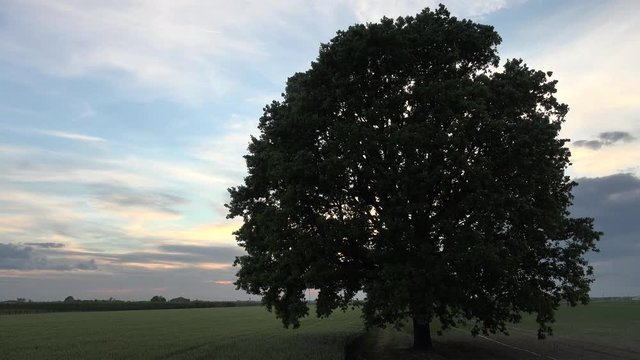 waving leaves of oak tree in countryside