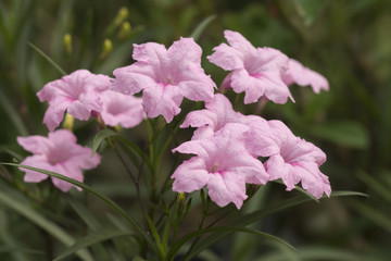 Pink flowers Ruellia tuberosa Linn.