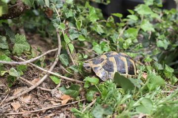 One Terrestrial tortoise