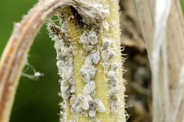 white aphids on the tree.