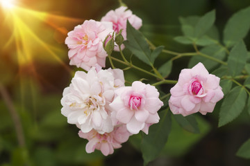 Pink Rose Blooming in Garden.