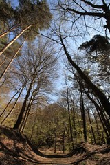 Mitten durch diesen imposanten Wald am Hohen Elbufer bei Lauenburg führt der Elberadweg