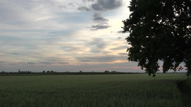sunset on green wheat field while wind is moving ears
