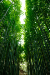 Bamboo Forest is a tourist site in Arashiyama, Kyoto, Japan. The Ministry of the Environment included the Sagano Bamboo Forest on its list of 100 Soundscapes of Japan.