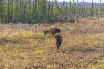 カナダのバッファロー