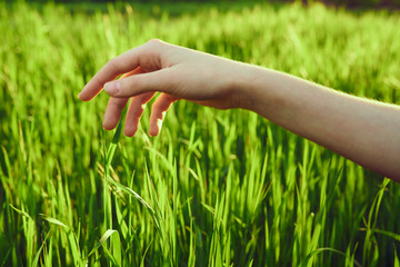 hand touches grass, wheat, green color