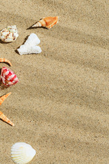 Landscape with conch on tropical beach
