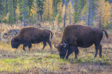 カナダのバッファロー