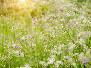 wild grass in the nature.