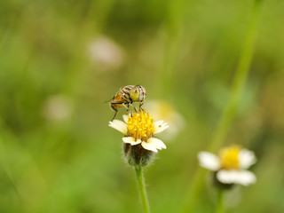 Eristalinus punctulatus fly on flower grass.