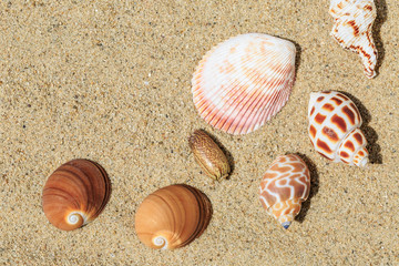 Landscape with conch on tropical beach