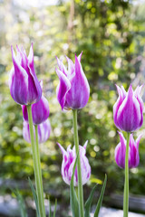 Tulip. Beautiful bouquet of tulips. colorful flowers. Tulips in spring, pink tulips. Flower tulips background.