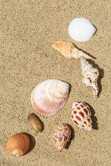 Landscape with conch on tropical beach