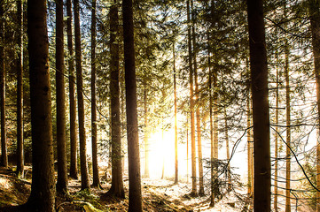 Magica luce del bosco