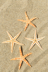 Starfish on sandy beach