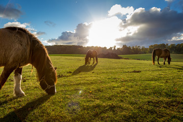 horse grazing on the sunset