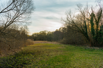 green field with trees on the side