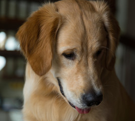 golden retriever play