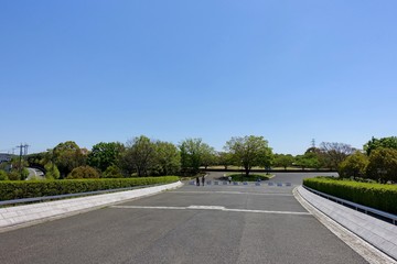 Fototapeta premium 公園の新緑