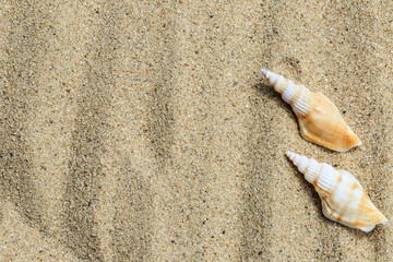 Fototapeta na wymiar Landscape with conch on tropical beach