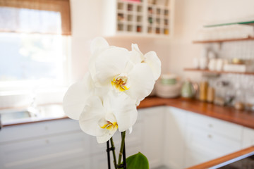 close up picture of a white orchid with the kitchen blurred in the background