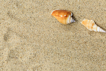 Landscape with conch on tropical beach