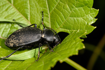 Macro of a female stag beetle, Lucanus cervus on green leave