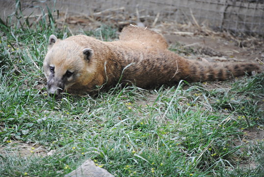 Coati roux