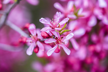Blooming pink flower almond dwarf in garden, spring time.