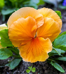 violet flower. Pansies. flower Pansy. Colorful pansies. Orange pansies