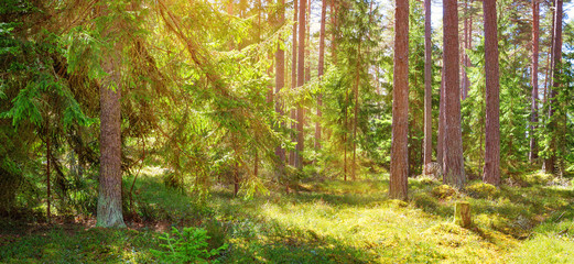pine and fir forest panorama in spring. Pathway in the park