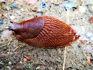 Small wildlife animal 